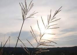 Image result for Dichanthium annulatum