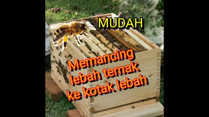 We did not find results for: Mudah Memancing Lebah Ternak Ke Kotak Lebah Sederhana Youtube