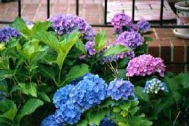 How To Plant Foil Wrapped Gift Hydrangea Growing Peonies Plants Hydrangea