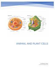 Cells are the smallest units of life. Gcse Animal Cells And Plant Cells Animal And Plant Cells Emiliano Mara Emilianomara2 Gmail Com Animal Cell Structure The Nucleus Controls All The Course Hero