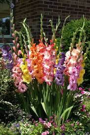 Gladioli grow from a corm, a form of bulb but flatter in shape. 170 Hibiscus Gladiola Flowers Ideas Flowers Planting Flowers Beautiful Flowers