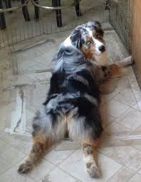 Black And Tan Australian Shepherd Puppy Australian Shepherd Australian Shepherd Australian Shepherd Dogs Aussie Dogs