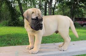 The price range of a tibetan mastiff puppy can be between $1,700 and $7,000 depending on a few factors that we can look at in more detail. Bullmastiff Puppies For Sale Black River Bullmastiffs Blog