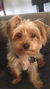 These are adaptable little dogs who would do well in a variety of environments. Beautiful Female Yorkies Puppies And Dogs For Sale Pets Classified Ad Oregonlive Com Yorkshire Terrier Basic Dog Training Yorkshire Terrier Training