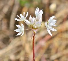 Image result for Diheteropogon amplectens