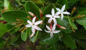 Image result for Carissa spinarum