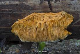 Image result for Pycnoporellus alboluteus