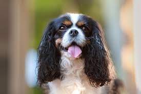 Free for commercial use no attribution required high quality images. 7 Things To Know About Cavalier King Charles Spaniels American Kennel Club