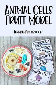 Maybe you would like to learn more about one of these? Edible Animal Cells Teaching With Jennifer Findley