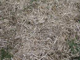Content updated daily for what is thatching a lawn Spring Activities For The Perfect Lawn Dethatching Niko S Gardening Blog