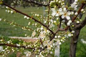 Flowers are the most beautiful things in the world, except for the angels that are victoria's secret underwear models, everybody knows that. 12 Chinese Flowers And Their Cultural Meanings Florgeous