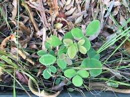 Image result for Desmodium scorpiurus