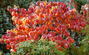 Cornus Florida Anspruchsvolles Ziergeholz Herbstbepflanzung Bepflanzung Und Garten