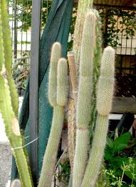 Buongiorno.15 giorni fa il cactus ha iniziato dalla base a diventare marrone. Malformazioni Delle Piante Grasse Cosa Possiamo Fare
