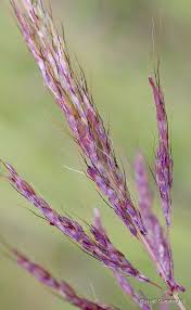 Image result for Bothriochloa bladhii