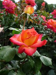 Check out our orient express rose selection for the very best in unique or custom, handmade pieces from our shops. Pullman Orient Express Stammrose 90 100 Cm Rosarium Lottum