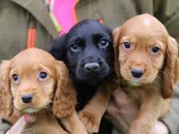 All Cocker Spaniel Breeders