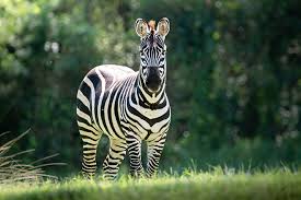 Image result for zebra