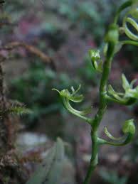 Image result for Angraecopsis parviflora