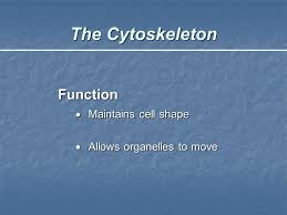 The cell wall is what maintains the cell shape. The Cytoskeleton Objectives 1 Define Cytoskeleton 2 Explain The General Functions Of The Cytoskeleton 3 List The 3 Types Of Cytoskeletal Elements Ppt Download