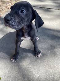 Lancaster puppies has your great dane for sale. Great Dane Puppies For Sale Pueblo West Co 329242