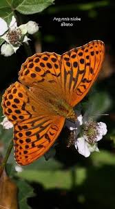 Black And Red Caterpillar Maine Pin By Noha Madani On Awesome Butterflies Moths Beautiful Butterflies Moth Caterpillar Butterfly