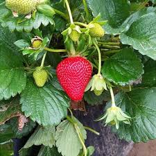 Sweet and savory join forces for your new favorite summer. Day Neutral Strawberry Varieties Lassen Canyon Nursery