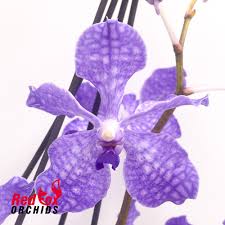 Image result for Vanda coerulea