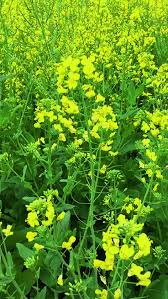 Pest control exterminators | pest management services. Case Study 2 Oilseed Rape Brassica Napus L Springerlink