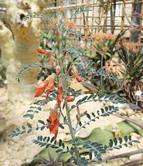 Image result for Lessertia pauciflora