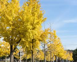 Maybe you would like to learn more about one of these? Planting Trees And Shrubs Near Underground Utility Lines Davey Blog