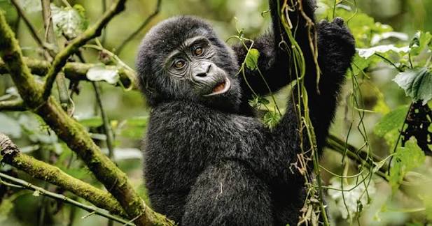 Come with us inside Uganda's newest gorilla-trekking lodge... Lying in  Bwindi Impenetrable Forest, Erebero Hills makes the most of its incredible  location with views in every direction from huge windows and pool