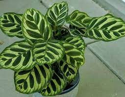 Yang ini, merupakan jenis tanaman seharga rp. Nama Ilmiah 37 Tanaman Hias Daun Indoor Outdoor Terpopuler Plus Gambar Berita Pertanian Mitalom