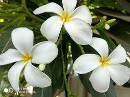 Chumpa Flower Plumeria Tree Plumeria Flowers Pollination