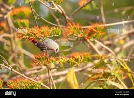 Image result for Combretum paniculatum