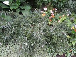 Image result for Pseuderanthemum ludovicianum