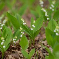 Jun 01, 2021 · lily of the valley care light. Lily Of The Valley Plant Care Growing Guide