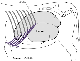 R�sultats d'une enqu�te sur le rendement de chacune des vaches laiti�res de 72 troupeaux; Http Www Fourragesmieux Be Documents Telechargeables Cuvelier C Hornick J L Beckers Y Froidmont E Knapp E Istasse L Dufrasne I Livret Alimentation Des Vl 2 Besoins Et Physio Pdf