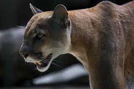 Animal control señala que, en caso de ver a pumas en su jardín, los animales no pueden ser eliminados si no tienen rabia y viven en su. El Puma Un Felino Clave Pero Incomprendido De La Patagonia Argentina