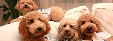 Hiring a pet sitter in wichita, ks through care.com will cost an average of $12.50 per hour as of december, 2020. Petsmart Home Facebook