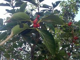To realize weight, we will eat the juice of the fruit of the banyan tree with milk repeatedly simply earlier than sleeping. Buy Banyan Fruit Powder Aalam Pazham Podi Online Moolihai Com