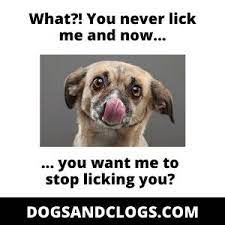 13 Reasons Why Your Dog Always Licks You When You Wake Up