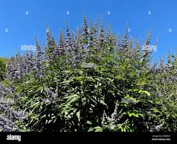 Image result for Vitex obovata