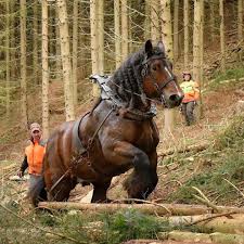 +6 to hit, reach 5 ft., one target. Belgien Draft Horse Absoluteunits