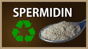 Unser spermidin ursprung enthält 1150 mg natürliches weizenkeimextrakt mit besonders hohem spermidingehalt. Spermidin Autophagie Booster Zur Lebensverlangerung Liste Spermidinreicher Lebensmittel Youtube