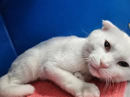 CALLUM IS WAITING TO MEET...