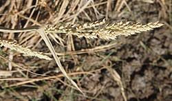 Image result for Echinochloa brevipedicellata