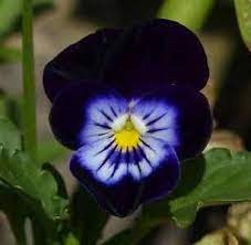 This plant is easy to grow and comes in a range of sizes. Magnificent Types Of Black Flowers With Pictures And Names