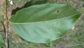 Image result for Apodytes dimidiata