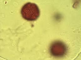 Image result for Bridelia mollis